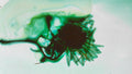Phoretum_49