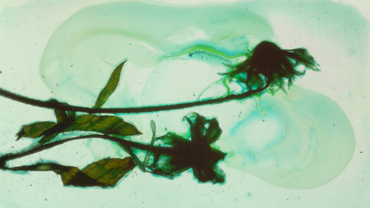 Phoretum_103