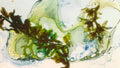 Phoretum_7