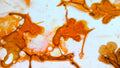 Phoretum_21