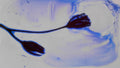 Phoretum_109