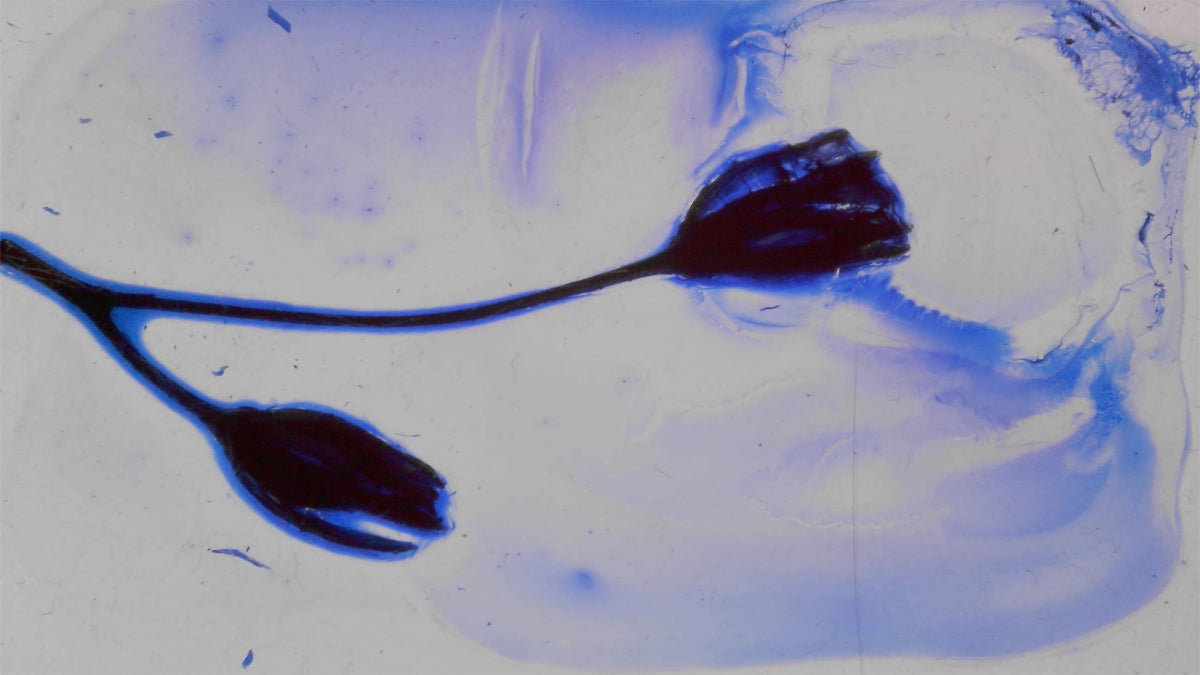 Phoretum_109