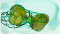 Phoretum_12