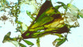 Phoretum_39