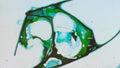 Phoretum_28