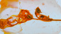 Phoretum_14