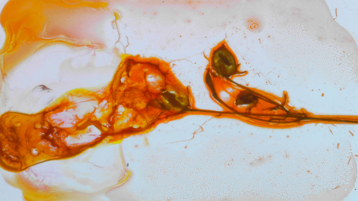 Phoretum_14