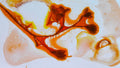 Phoretum_83