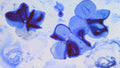 Phoretum_10