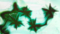 Phoretum_23