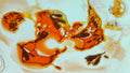 Phoretum_66