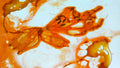 Phoretum_46