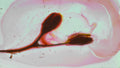 Phoretum_111