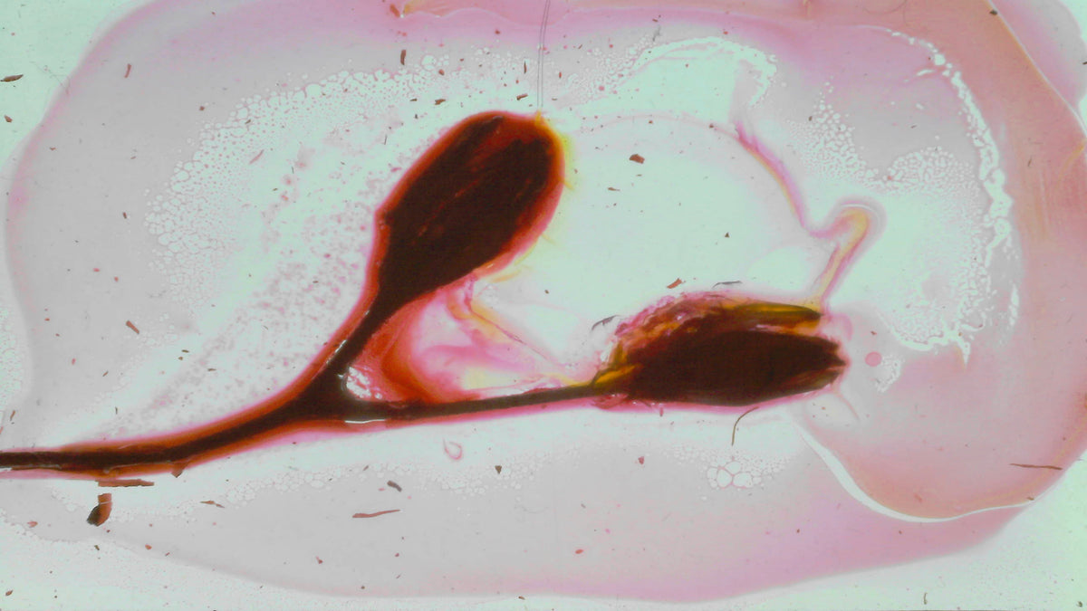 Phoretum_111