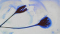 Phoretum_114