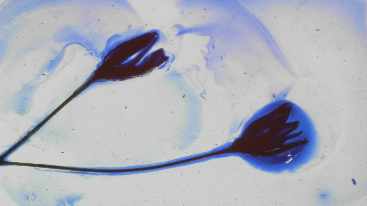 Phoretum_114