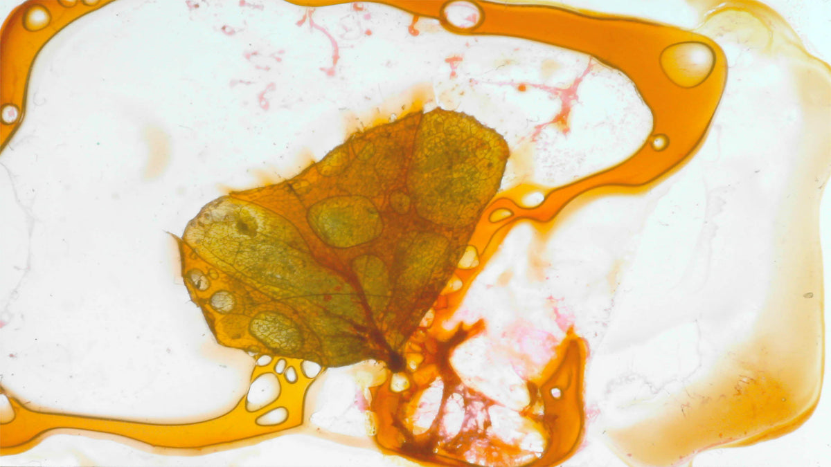 Phoretum_102