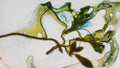 Phoretum_71
