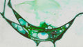 Phoretum_47