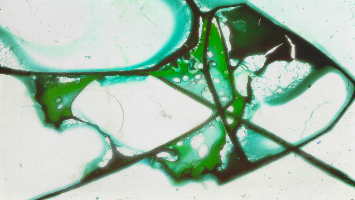 Phoretum_60