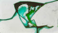 Phoretum_82