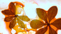 Phoretum_40