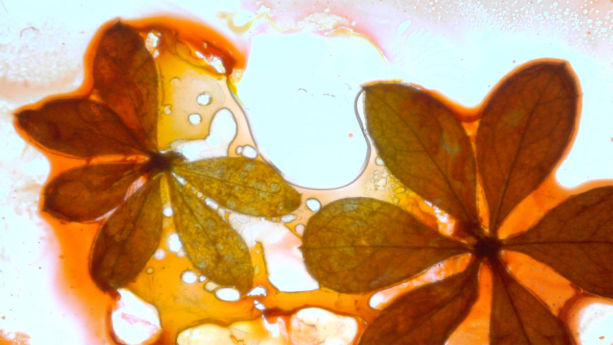 Phoretum_40