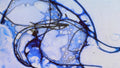 Phoretum_32