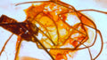 Phoretum_53