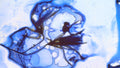 Phoretum_54