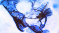 Phoretum_63