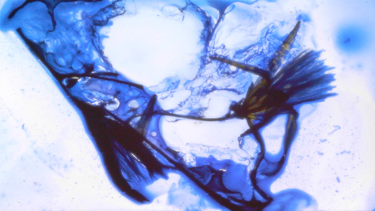 Phoretum_63