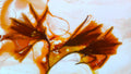 Phoretum_115