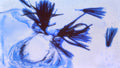 Phoretum_67