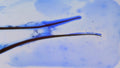 Phoretum_81