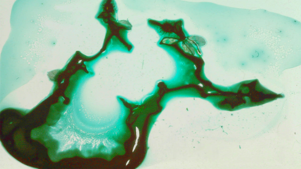 Phoretum_80