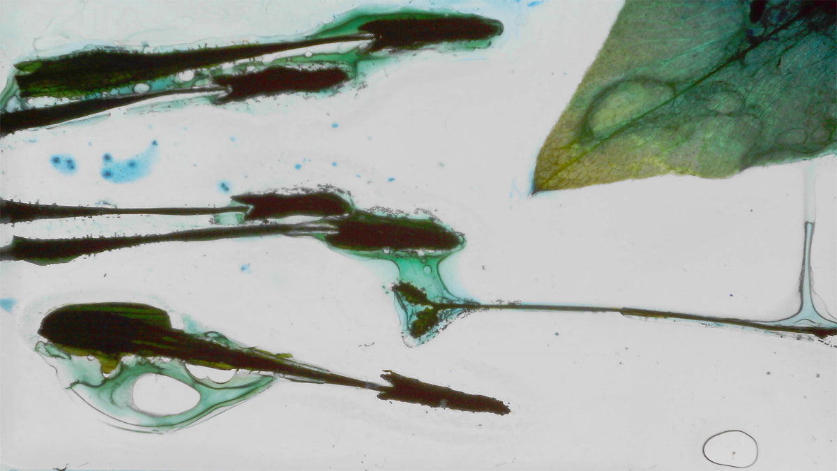 Phoretum_107