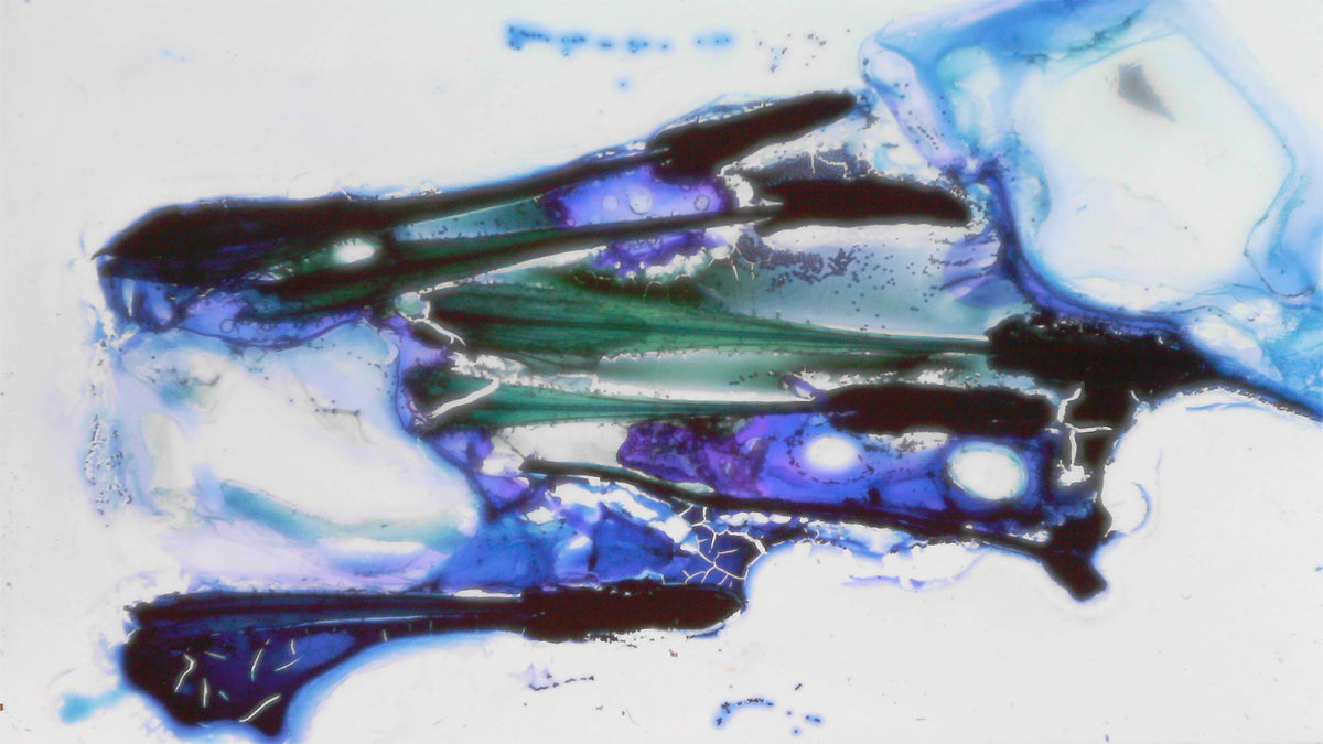 Phoretum_113