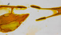 Phoretum_22