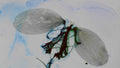 Phoretum_105