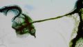 Phoretum_112