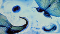 Phoretum_84