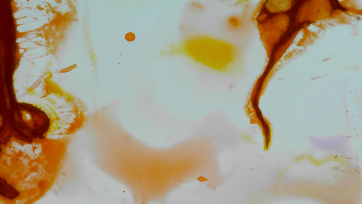 Phoretum_104