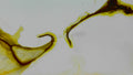 Phoretum_97