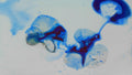 Phoretum_24