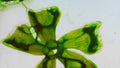 Phoretum_55